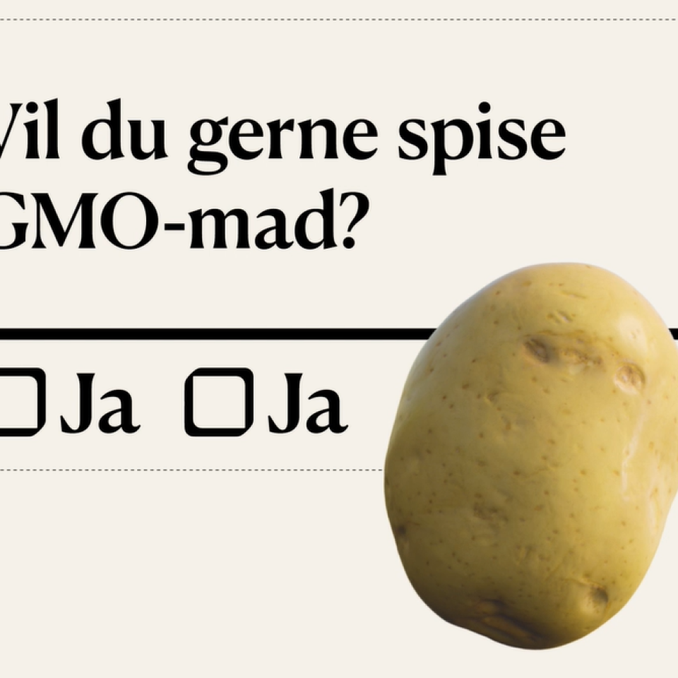 Vil du gerne spise GMO-mad
