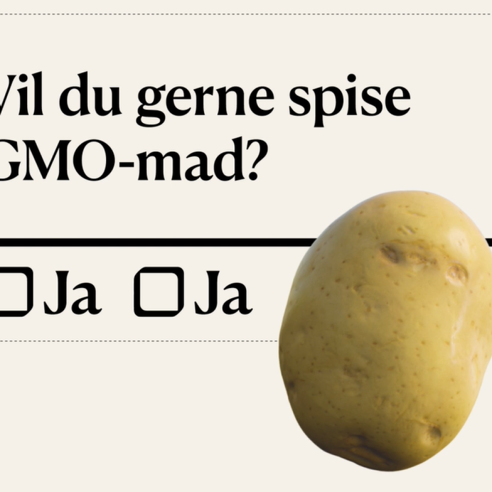 gmo potato gmo potato