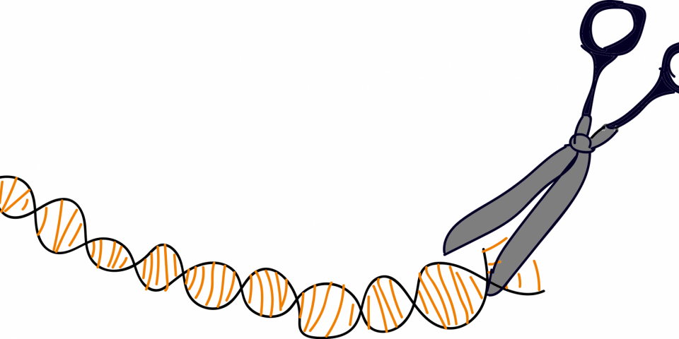 crispr cas